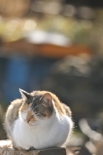 野良猫