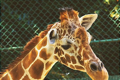 「２００８」野毛山動物園