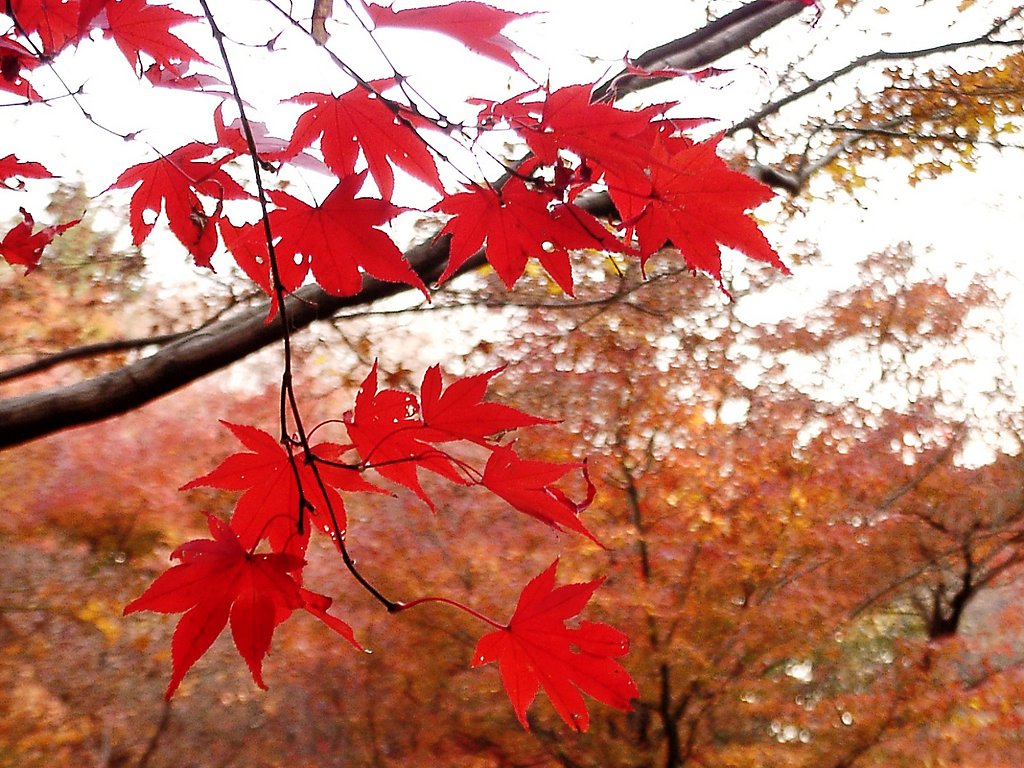 ◆紅葉スケッチ-60 神代植物公園⑳