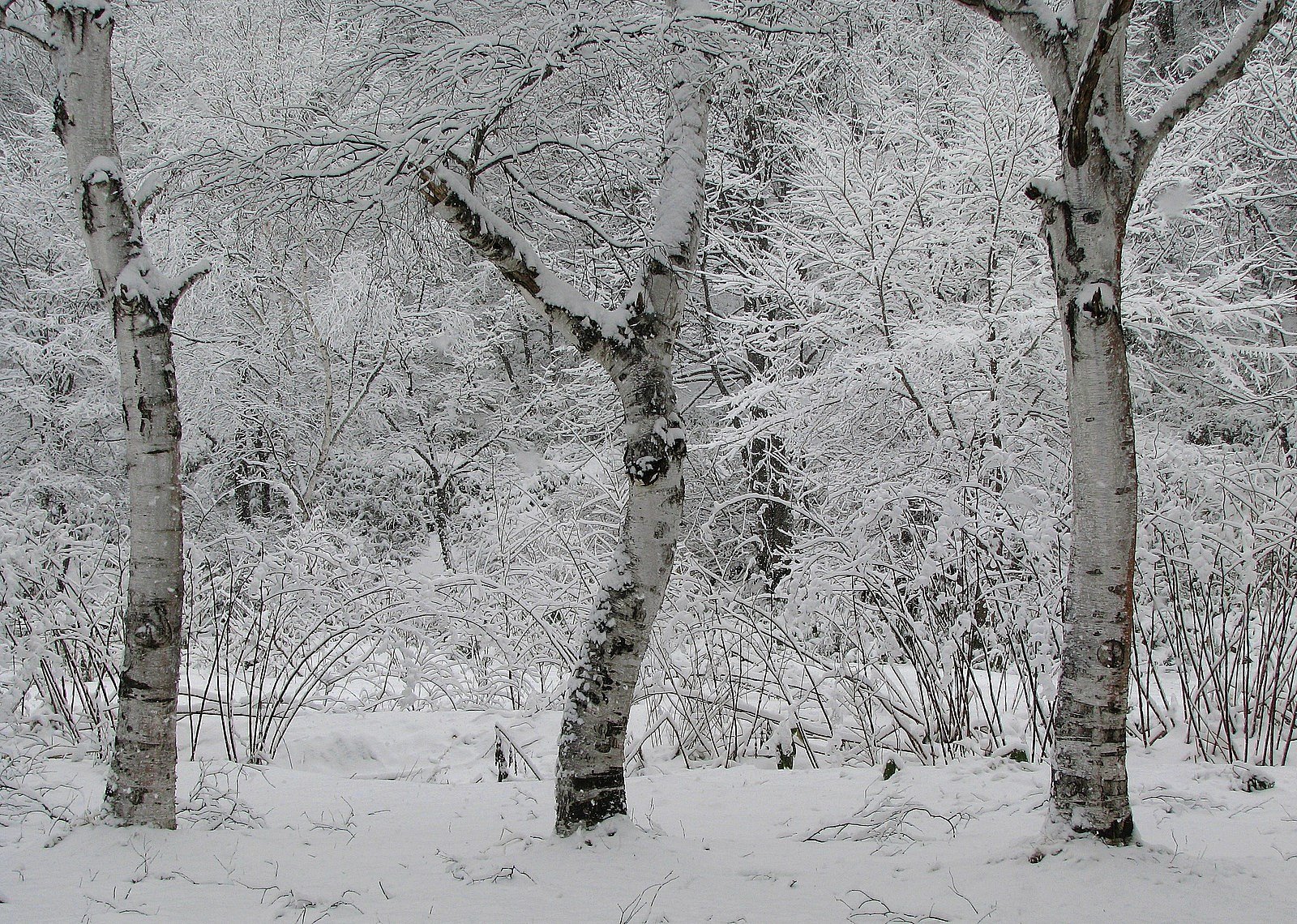 雪の華Ⅱ