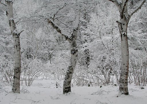 雪の華Ⅱ