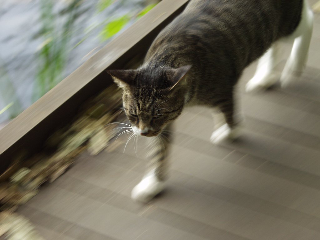 貫禄のある猫