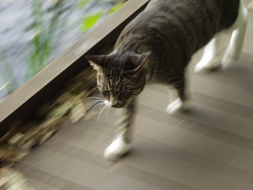 貫禄のある猫
