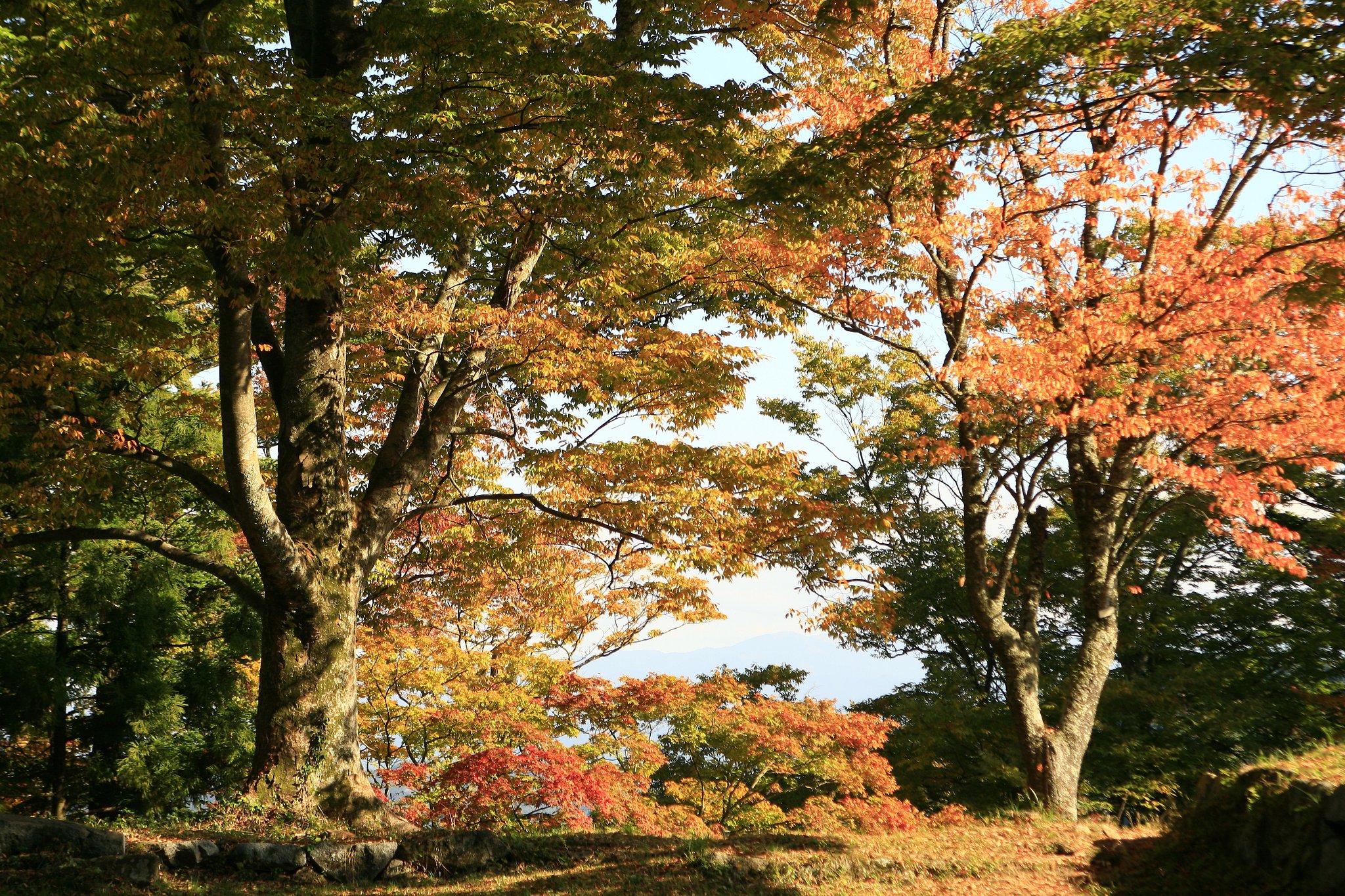 高取城跡の紅葉