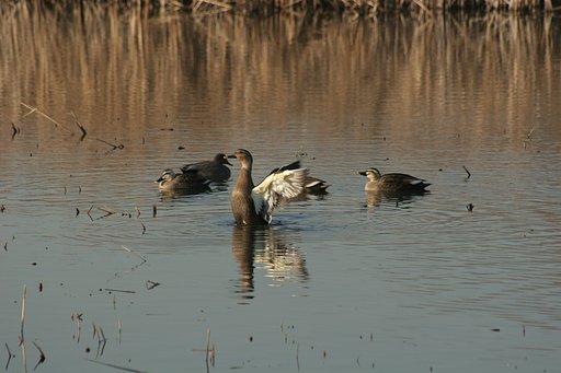 鳥の羽ばたき