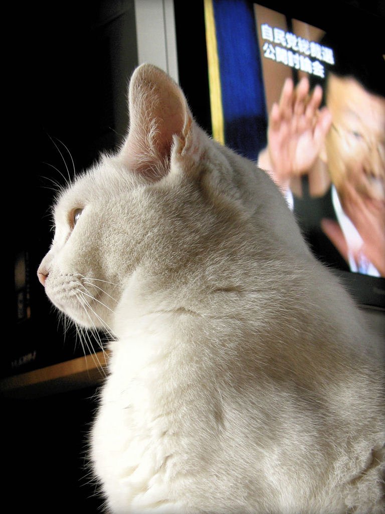 猫くんには無関係な世の喧噪