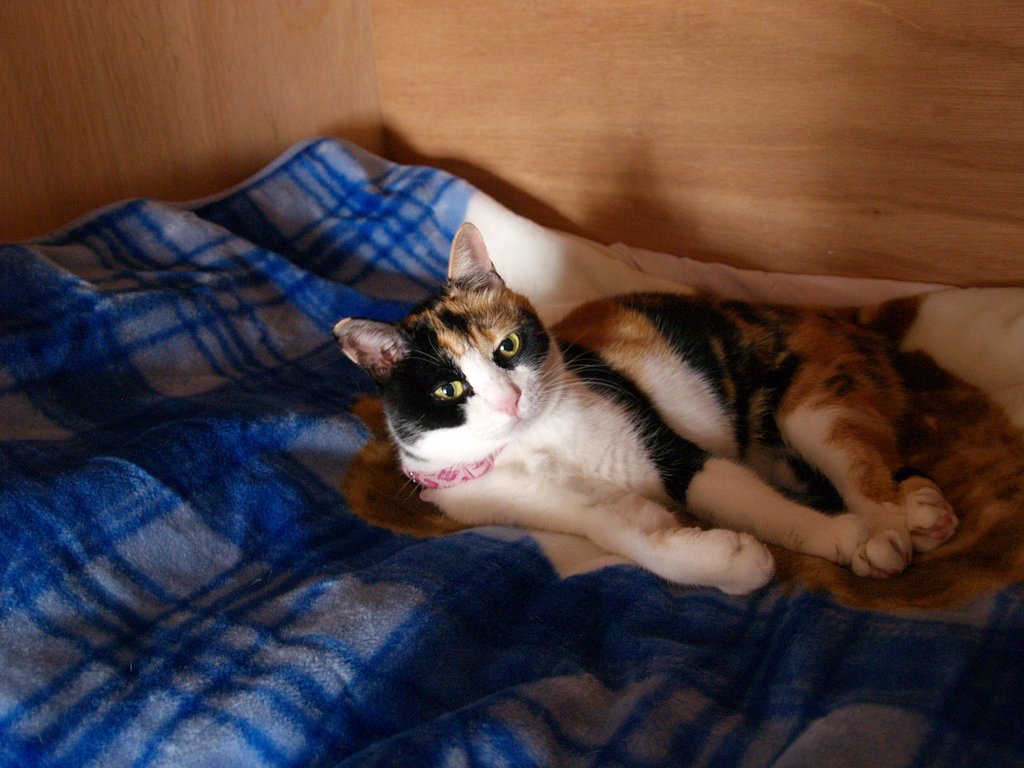 ねこさま押し入れ占拠