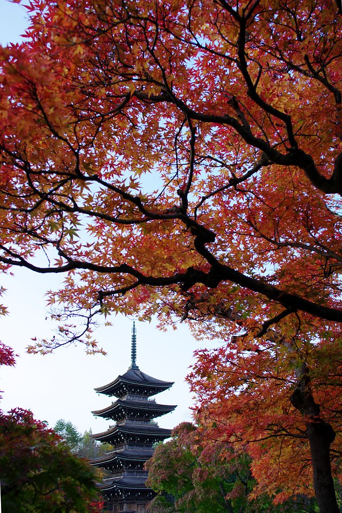 紅葉五重塔（2）