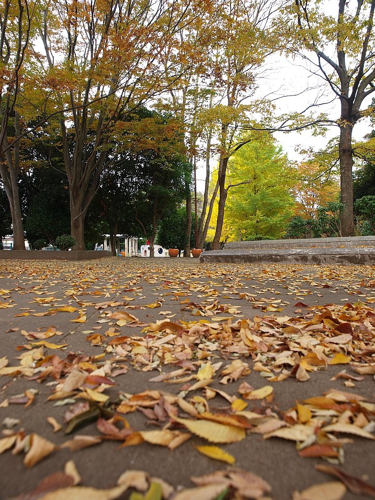 落ち葉・・・