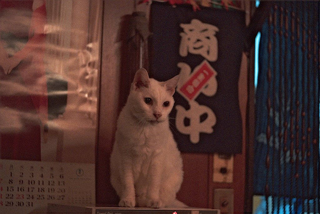 「２００８」20歳の看板猫