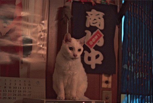 「２００８」20歳の看板猫