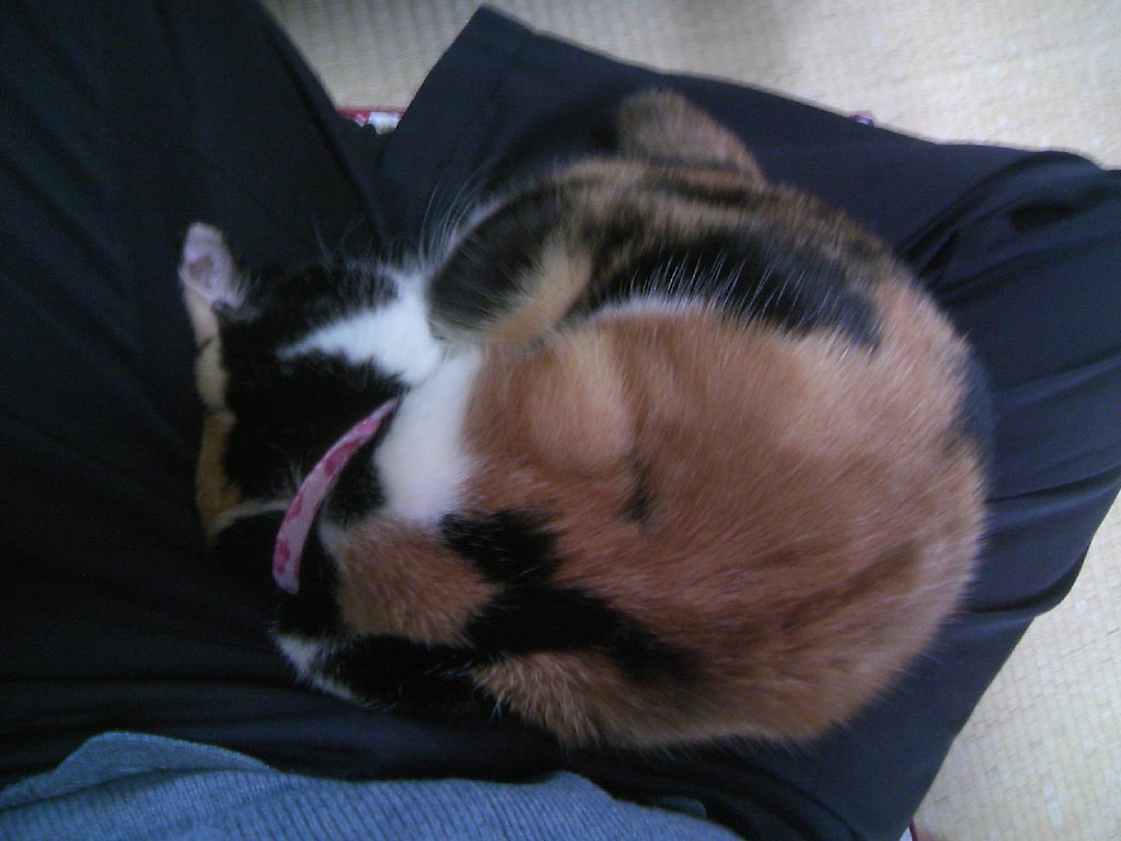 ねこは丸くなる