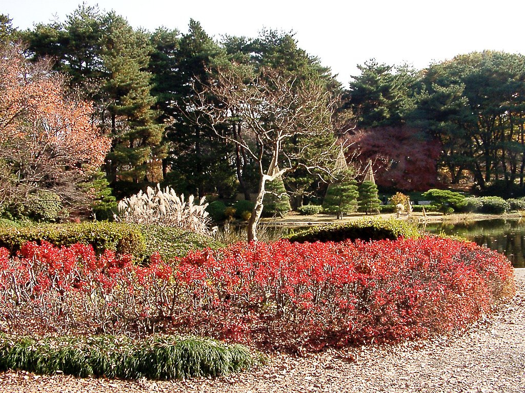◆紅葉スケッチ-42　神代植物公園➁