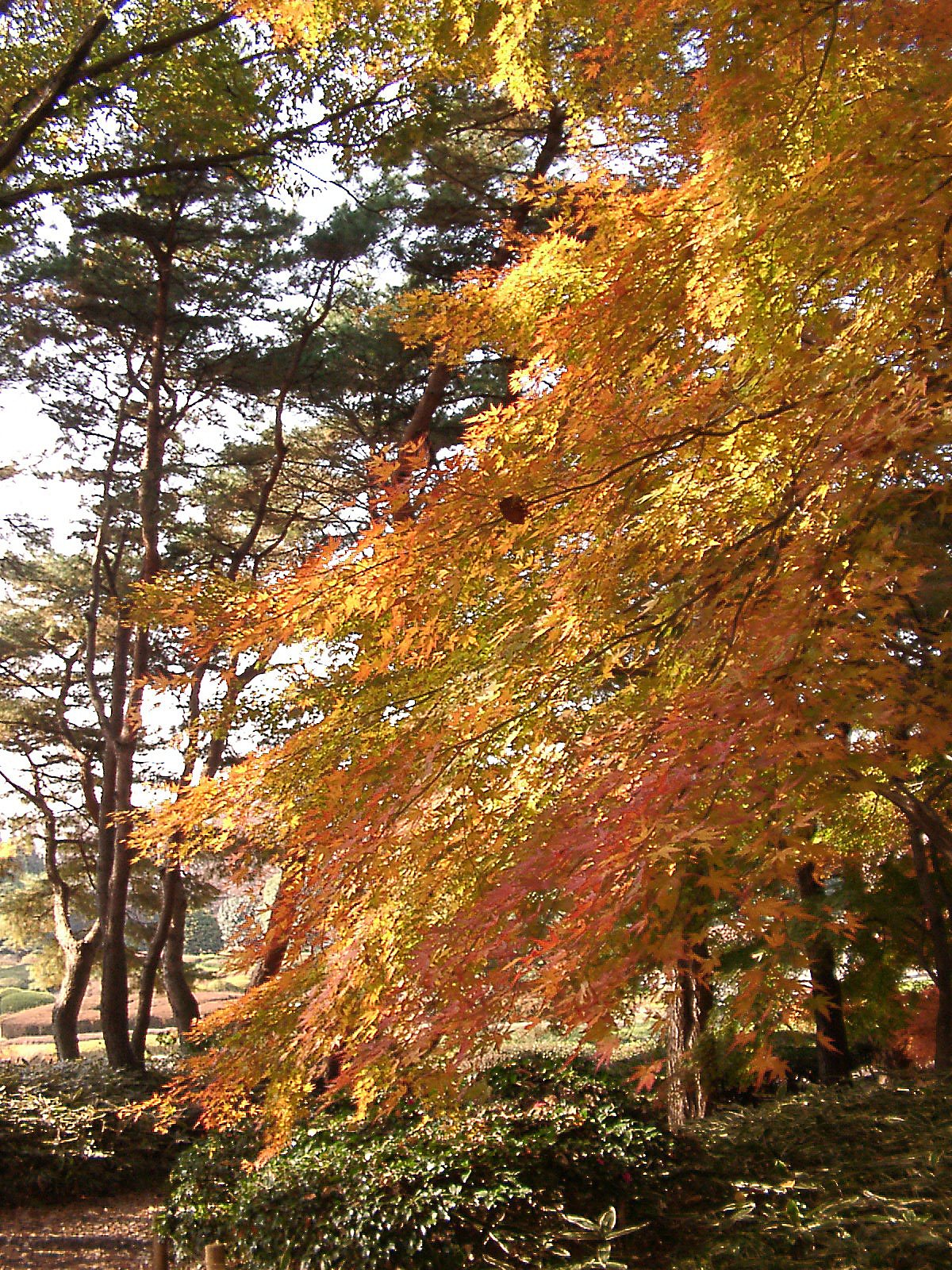 ◆紅葉スケッチ-45 神代植物公園⑤