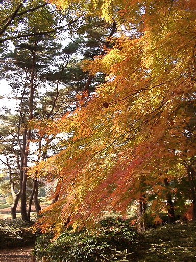 ◆紅葉スケッチ-45 神代植物公園⑤