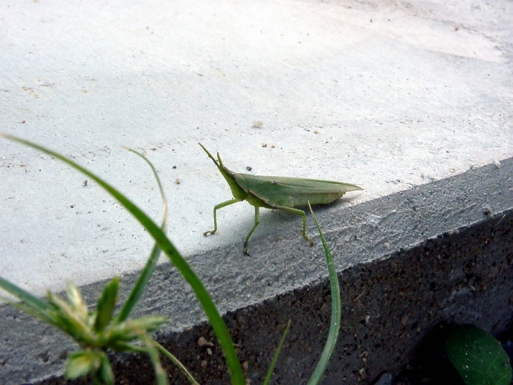 よたよた