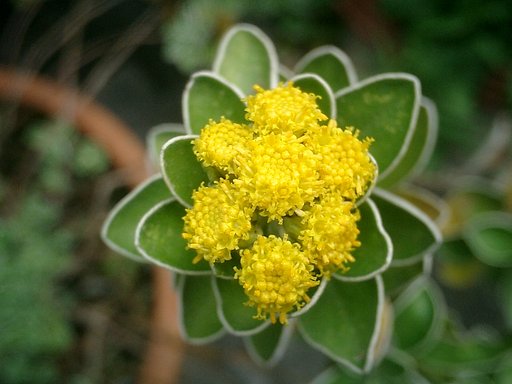 イソギクの花