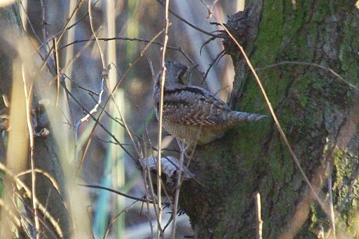 【２００８】アリスイ
