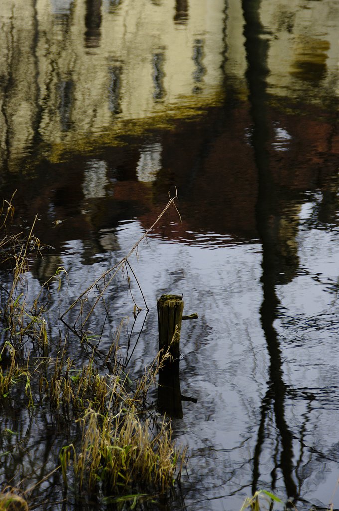 Reflection in water