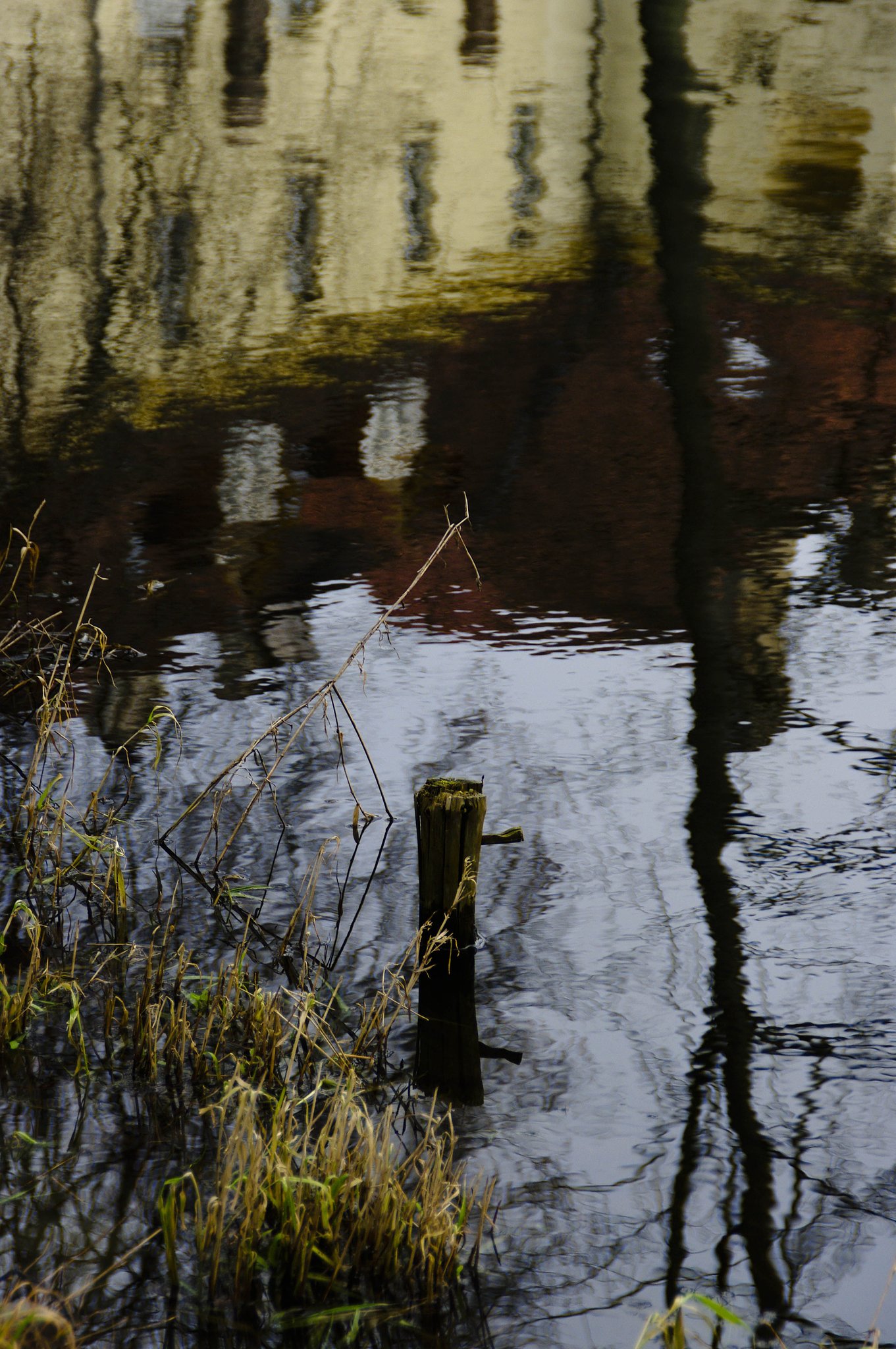Reflection in water