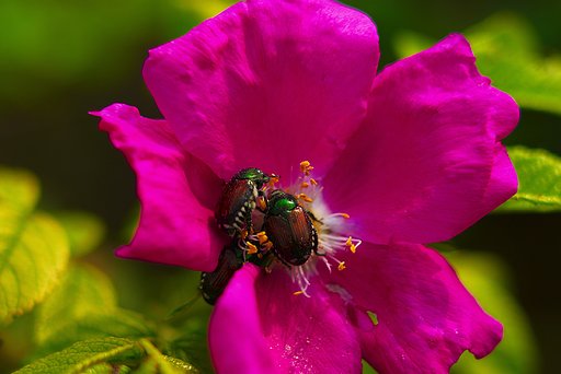 「瞬」ツツジの花をムシャムシャ