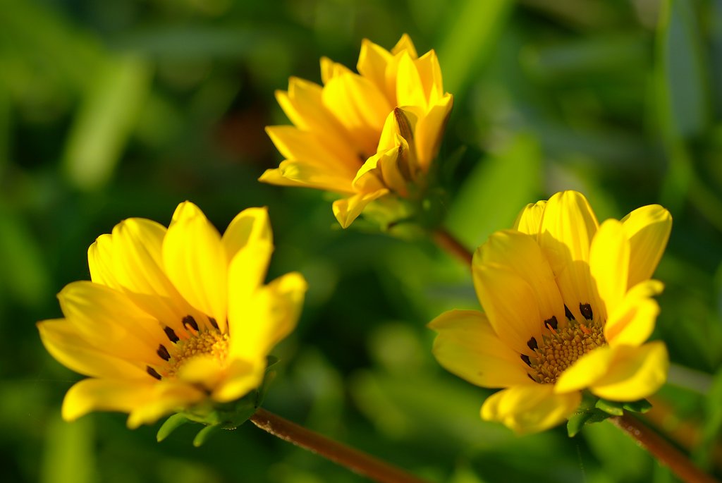 散歩で見た素敵な花⑤