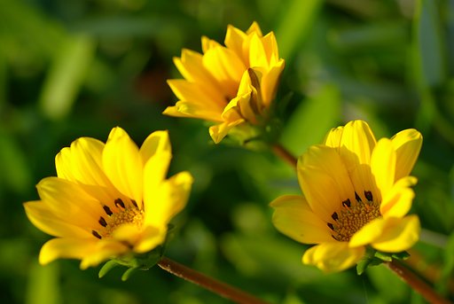 散歩で見た素敵な花⑤