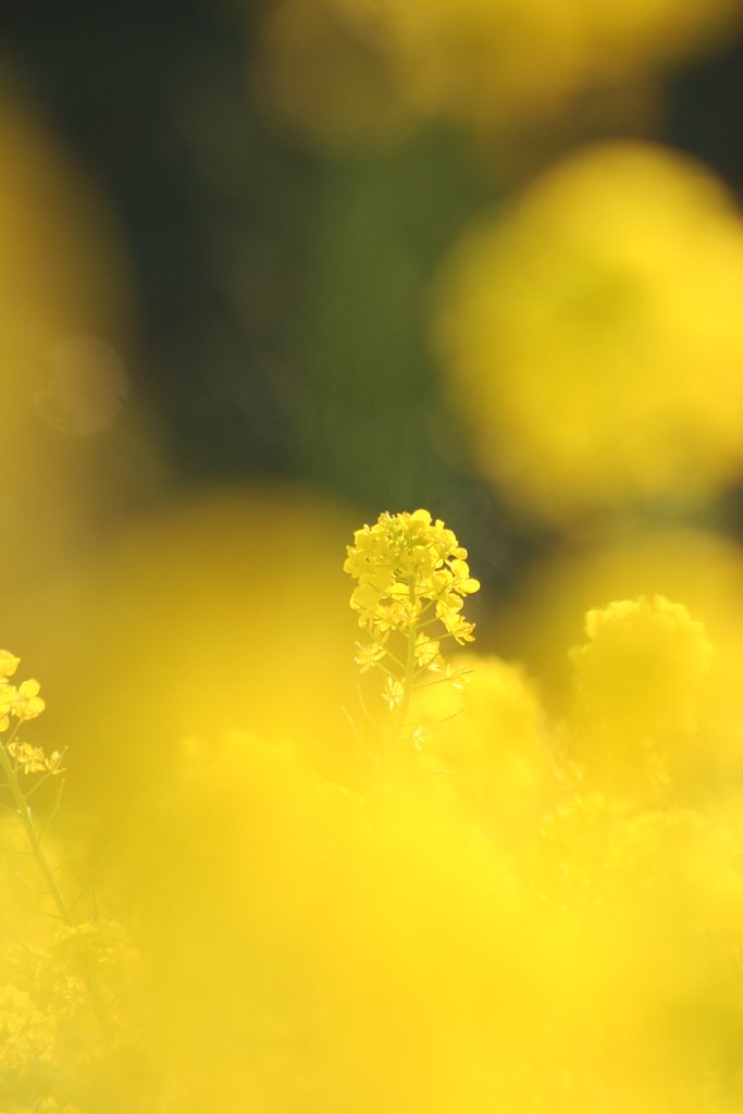 yellow　world