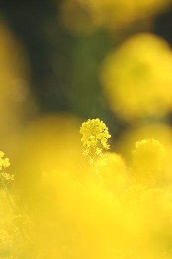 yellow　world