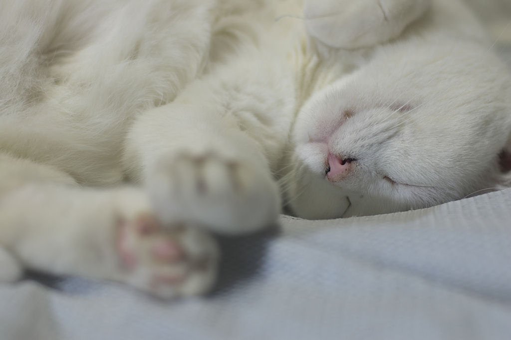 ふとんの上のネコ