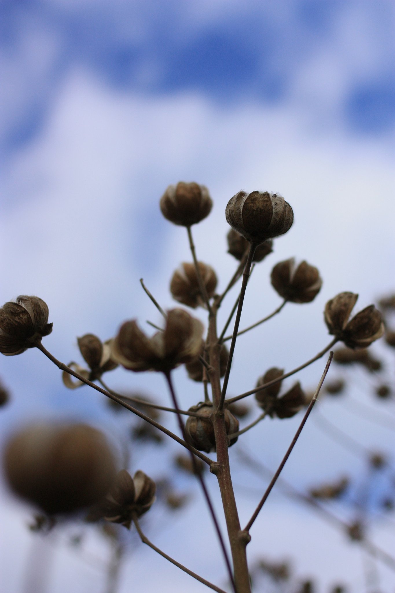 ホッピン！ポッピン！
