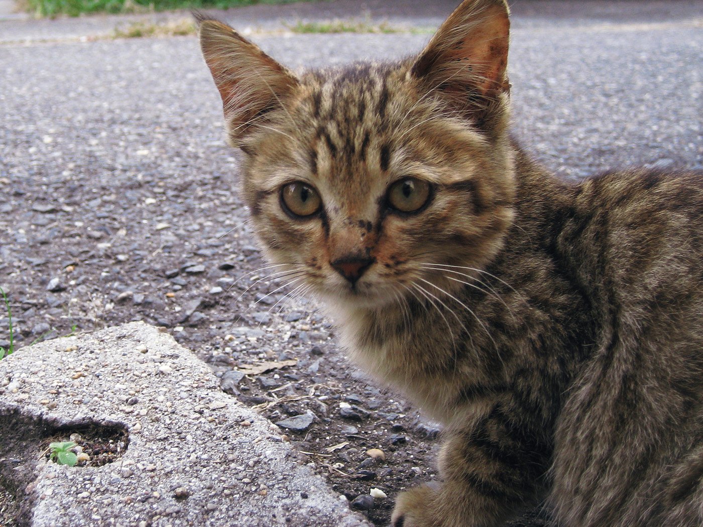 【2008】キジ子猫の11月。
