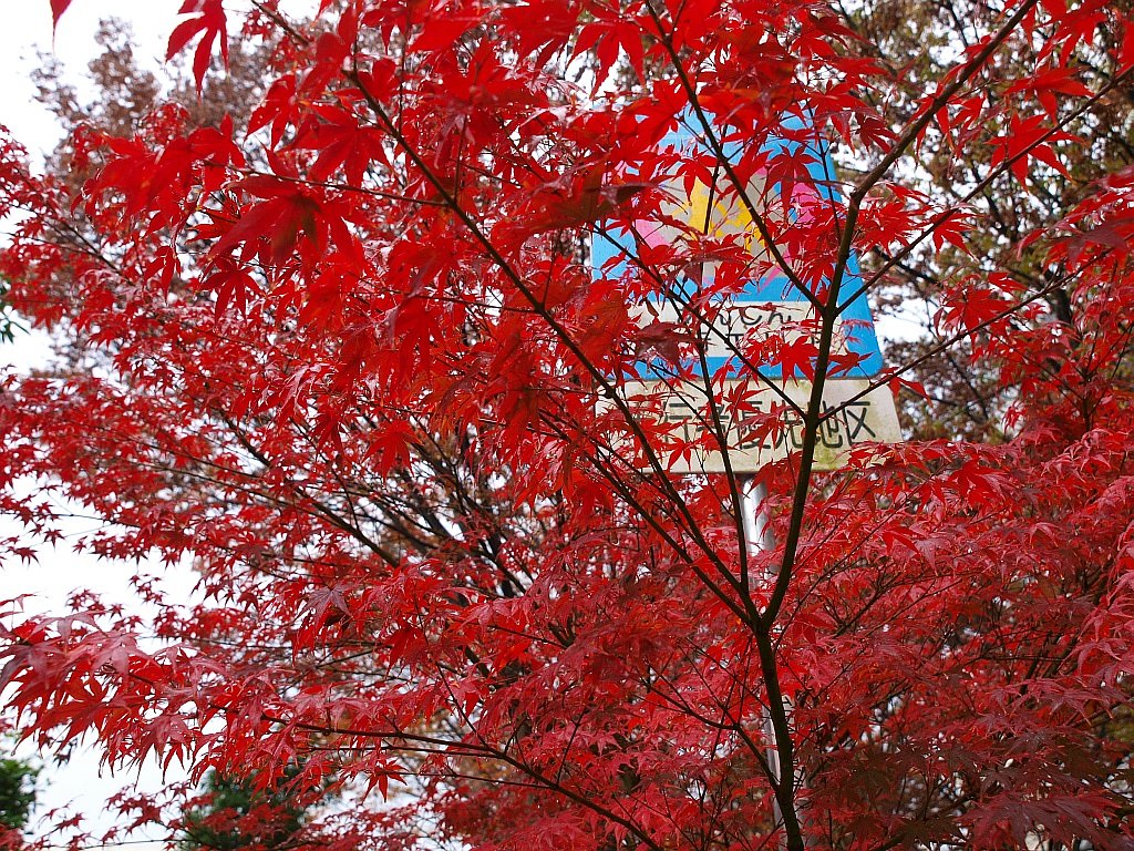 紅葉
