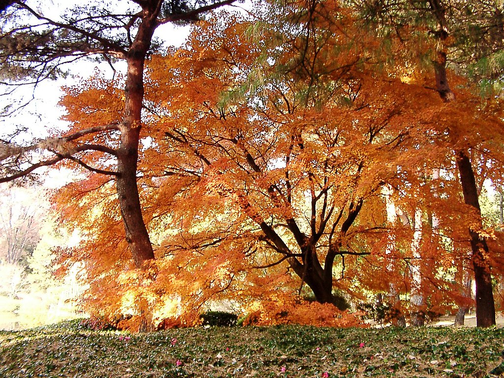 ◆紅葉スケッチ-4７ 神代植物公園⑦