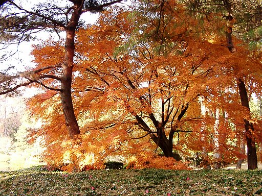 ◆紅葉スケッチ-4７ 神代植物公園⑦