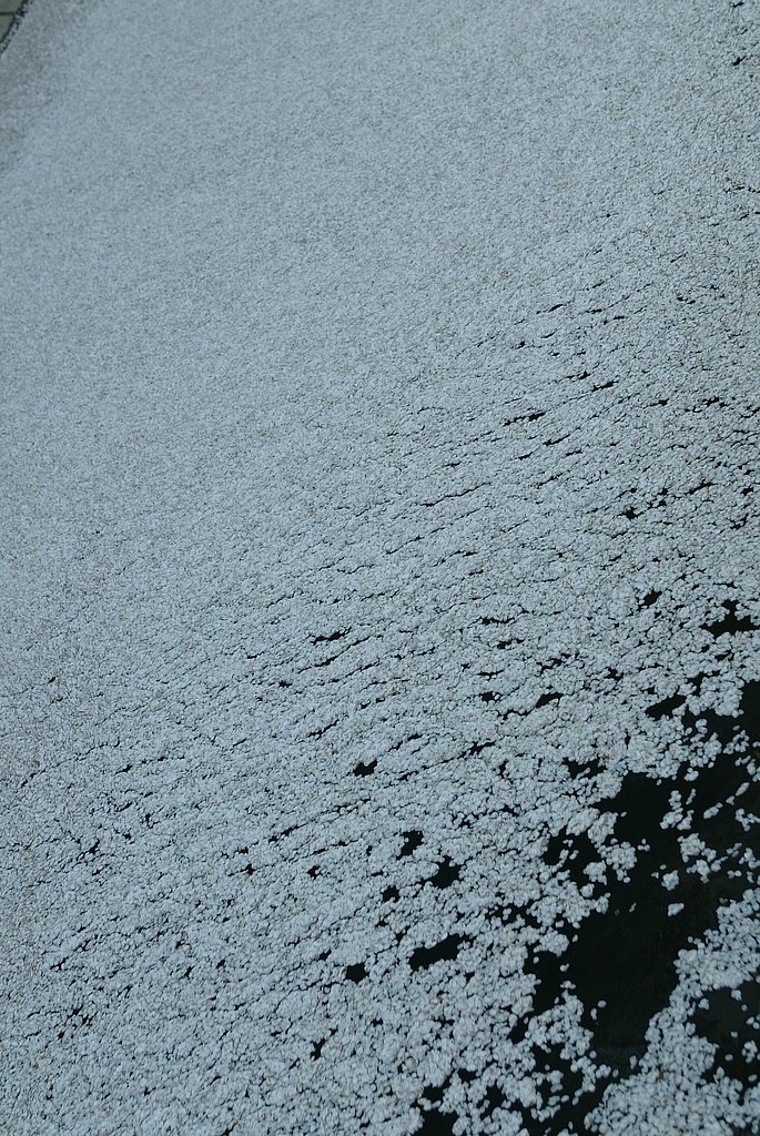 白流