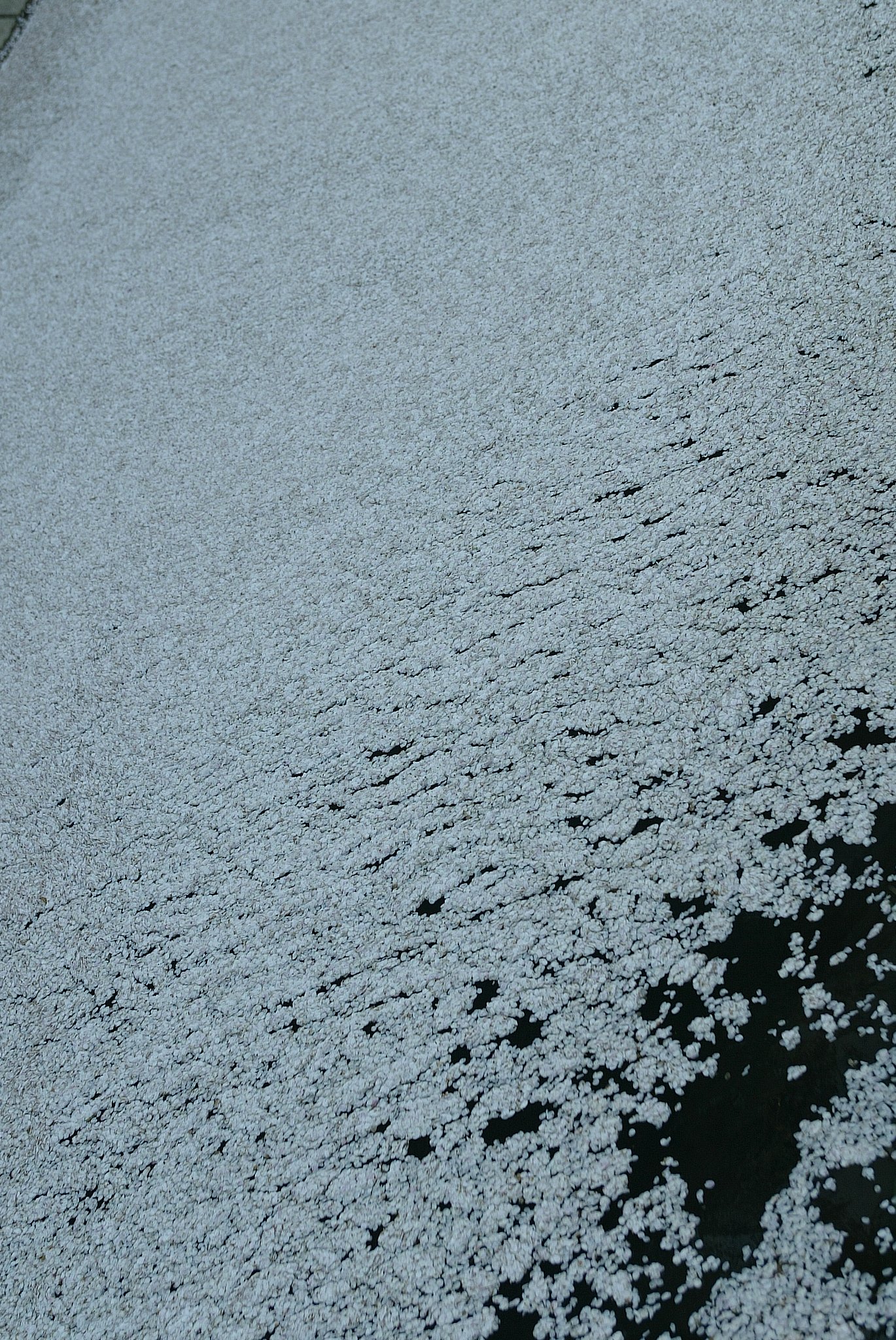 白流