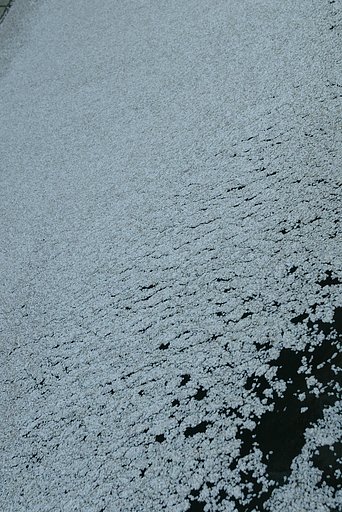 白流