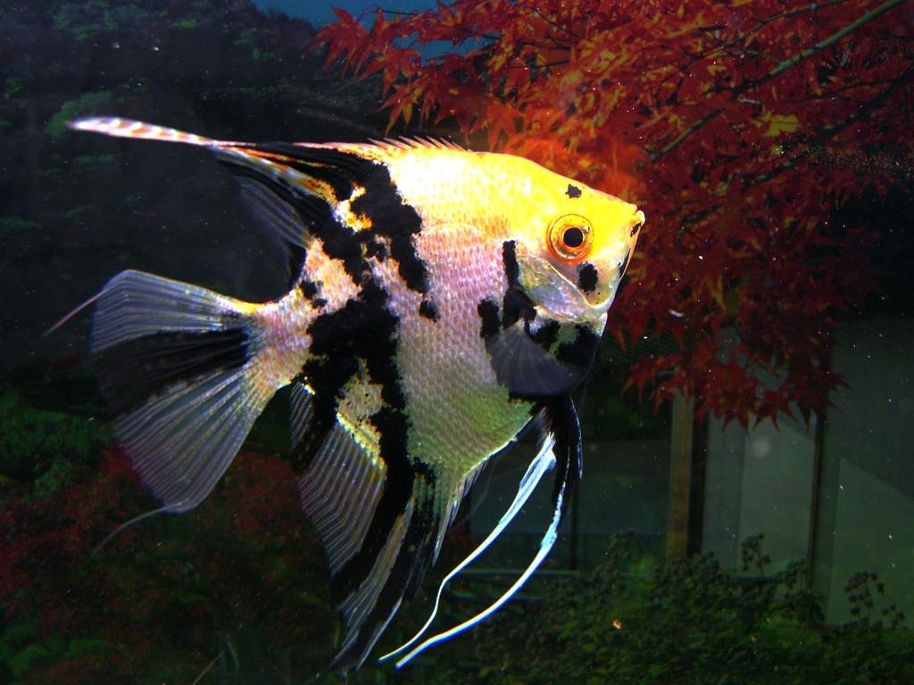 エンゼルフィッシュの紅葉狩り〜