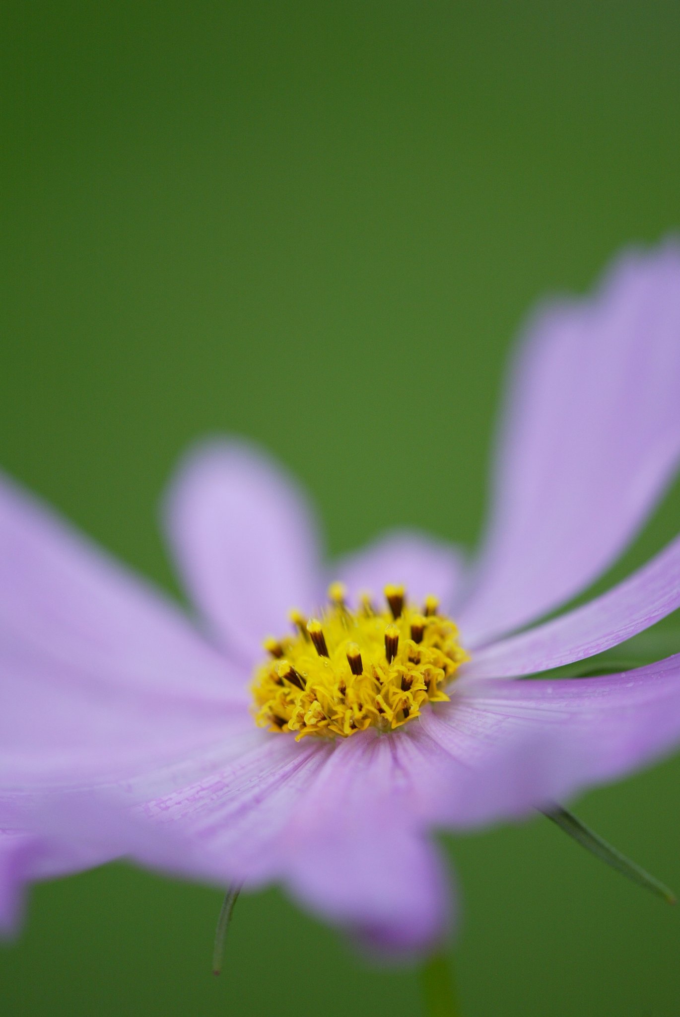 たまには花だけ