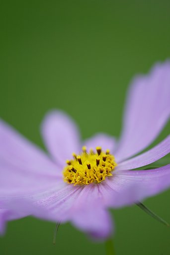 たまには花だけ
