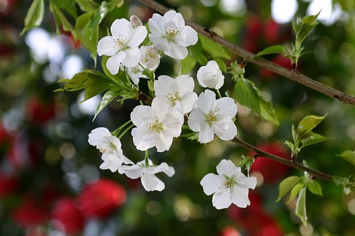 春風ののせて