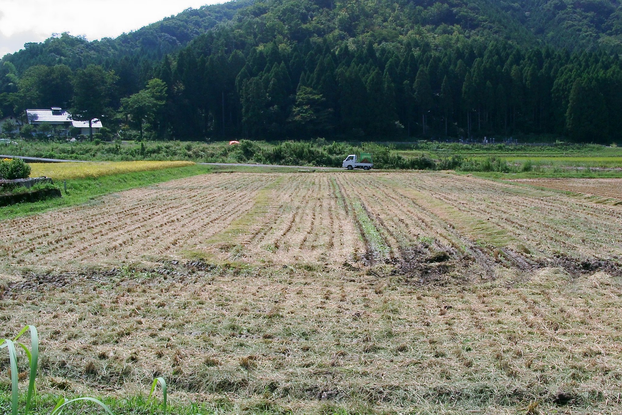 稲刈り終了し広々した田んぼに！