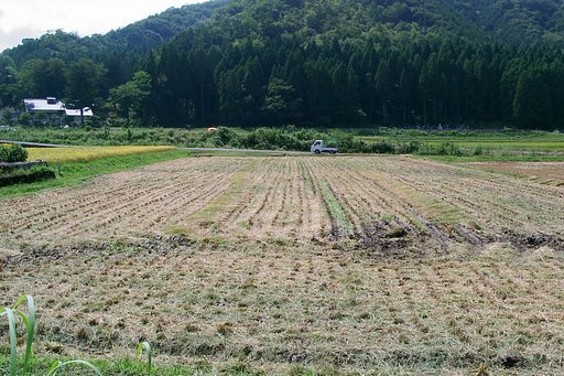 稲刈り終了し広々した田んぼに！