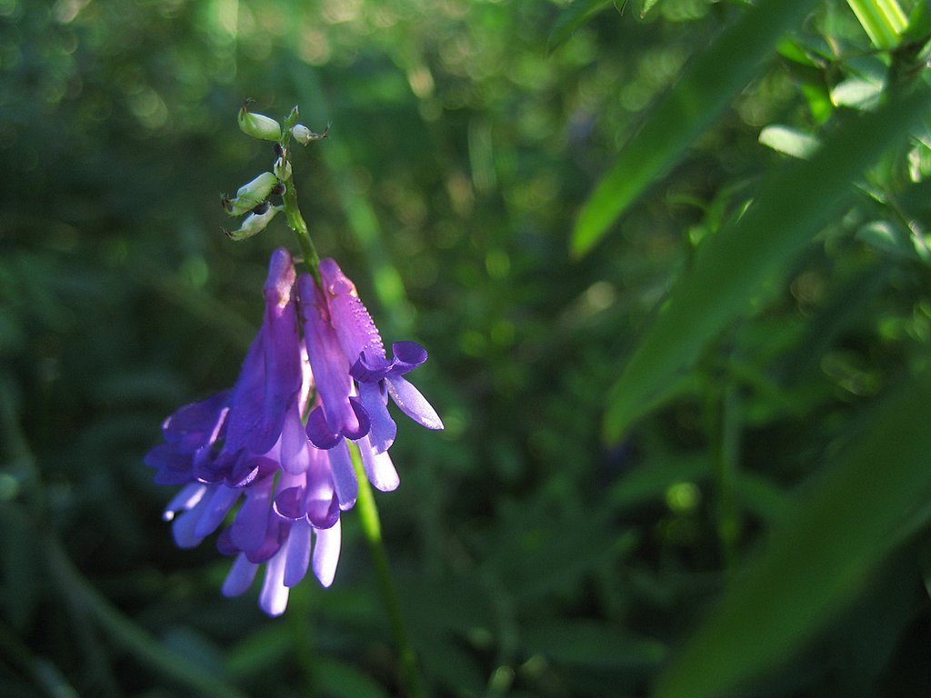 河原の花、クサフジ