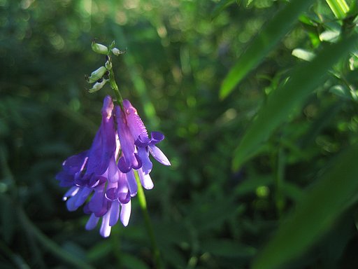河原の花、クサフジ