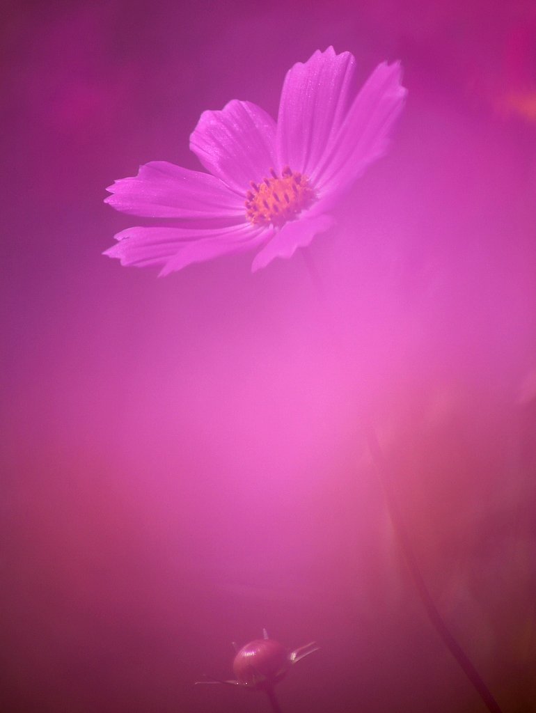 ピンクinピンク