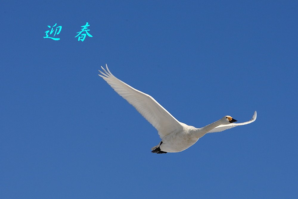 迎春