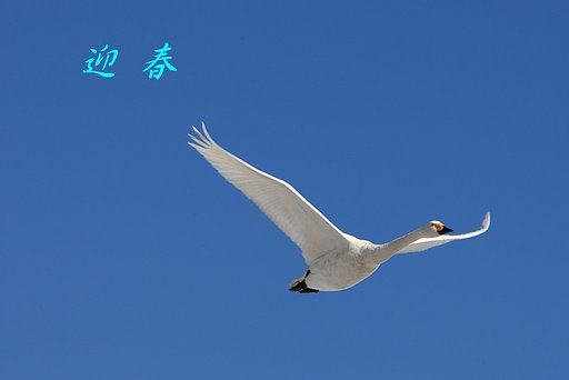 迎春