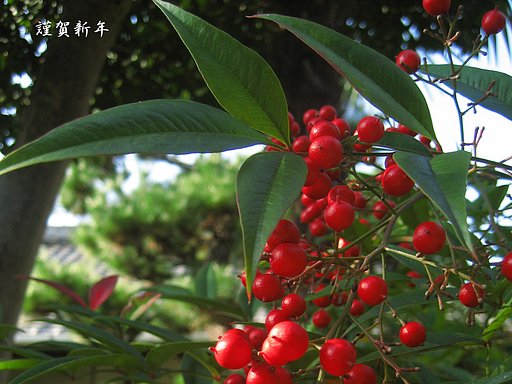 初貼り南天